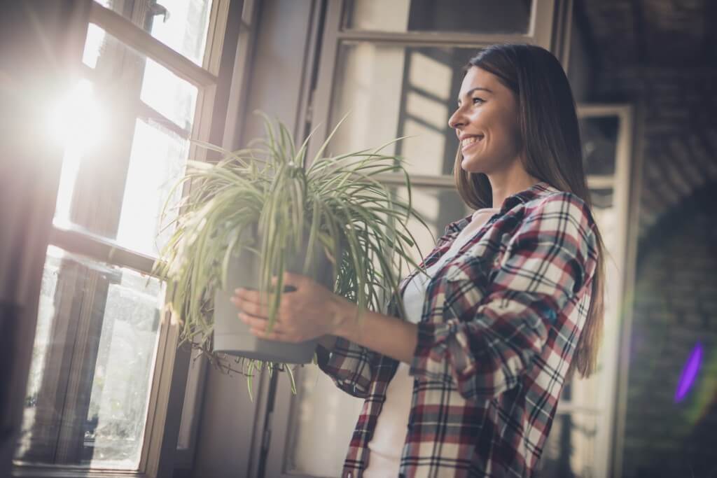 Young happy woman with spider plant by the window.