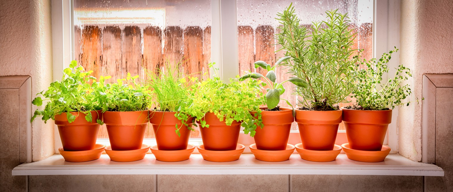 Variety of fresh herbs in terra cotta pots in a window sill. 2 shot pano.