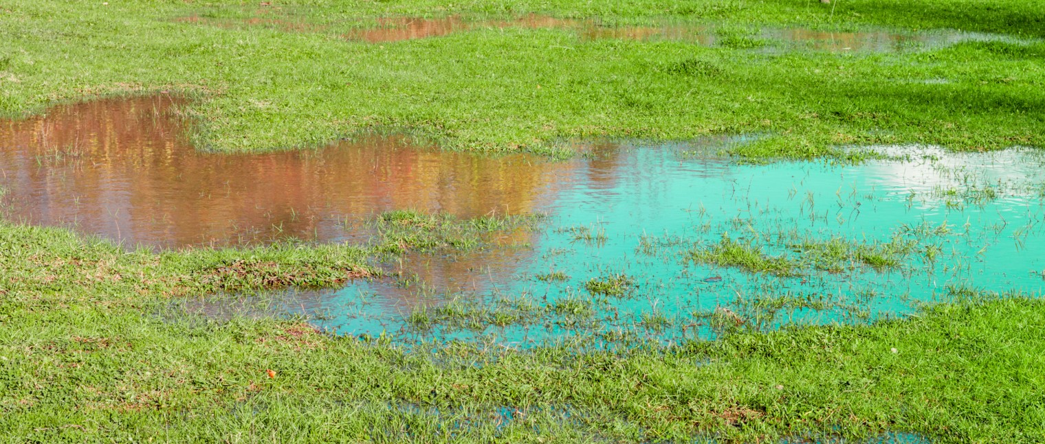 View of a puddle with a blue sky reflection and green grass.